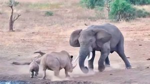 Слон против носорога — когда сталкиваются гиганты Африки!