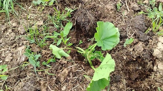 Сурья бушует