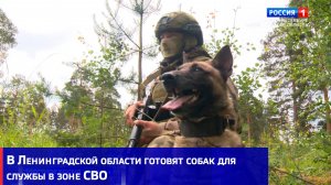 В Ленинградской области готовят собак для службы в зоне СВО
