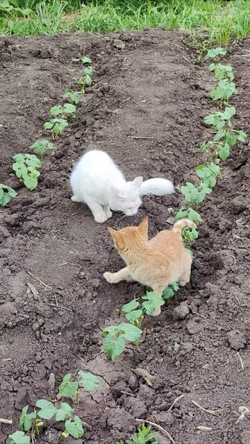 Кошачья драка. #кошки #шорты 4k смотреть онлайн