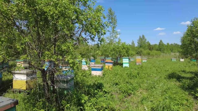 Работы на пасеке, вывод маток, отводки, ивовый мёд, съёмки до 14 июня, пасека Старчевских, Сибирь смотреть онлайн