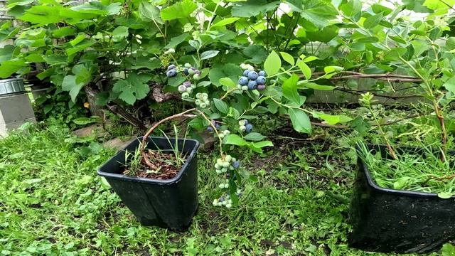 Голубика зреет. смотреть онлайн