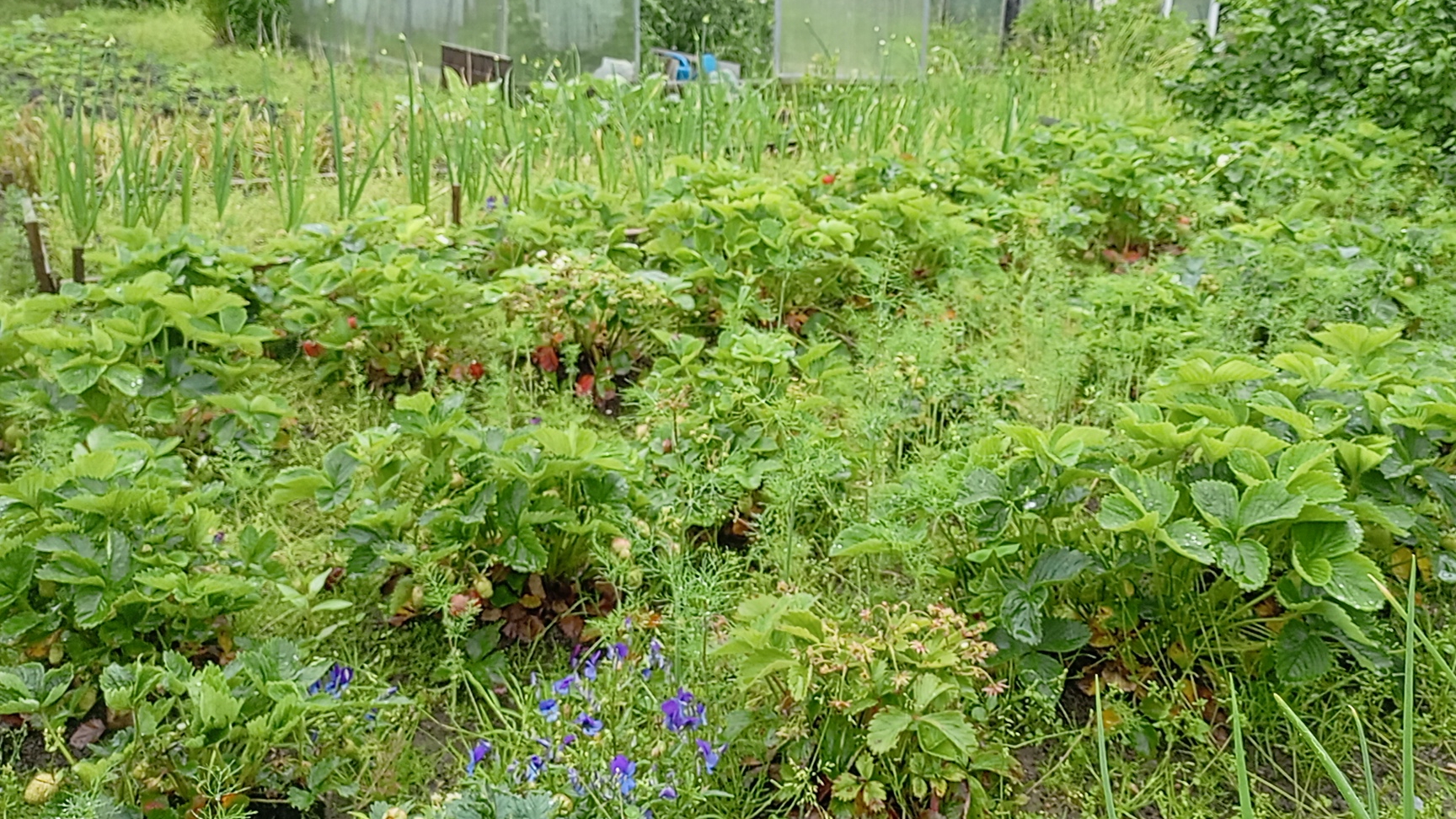 Когда не Был на Даче целую неделю смотреть онлайн