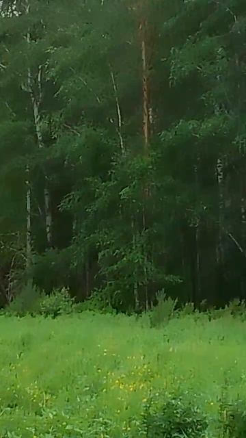 Лесная долина смотреть онлайн