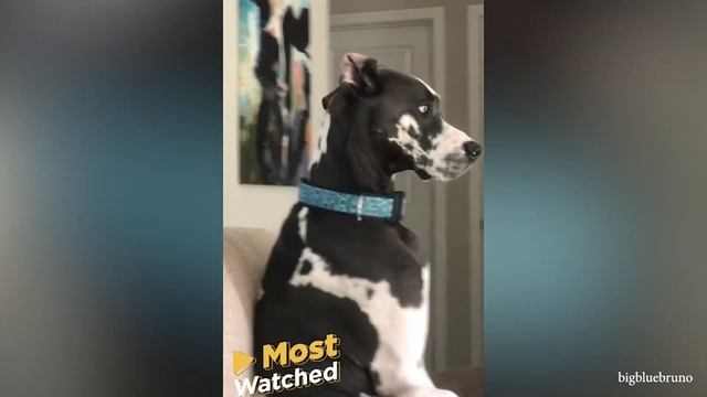 Самые веселые СОБАКИ которые ПОДНИМУТ ВАМ НАСТРОЕНИЕ! смотреть онлайн