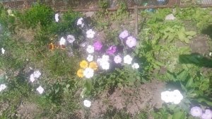 VID_20250628_161004.mp4