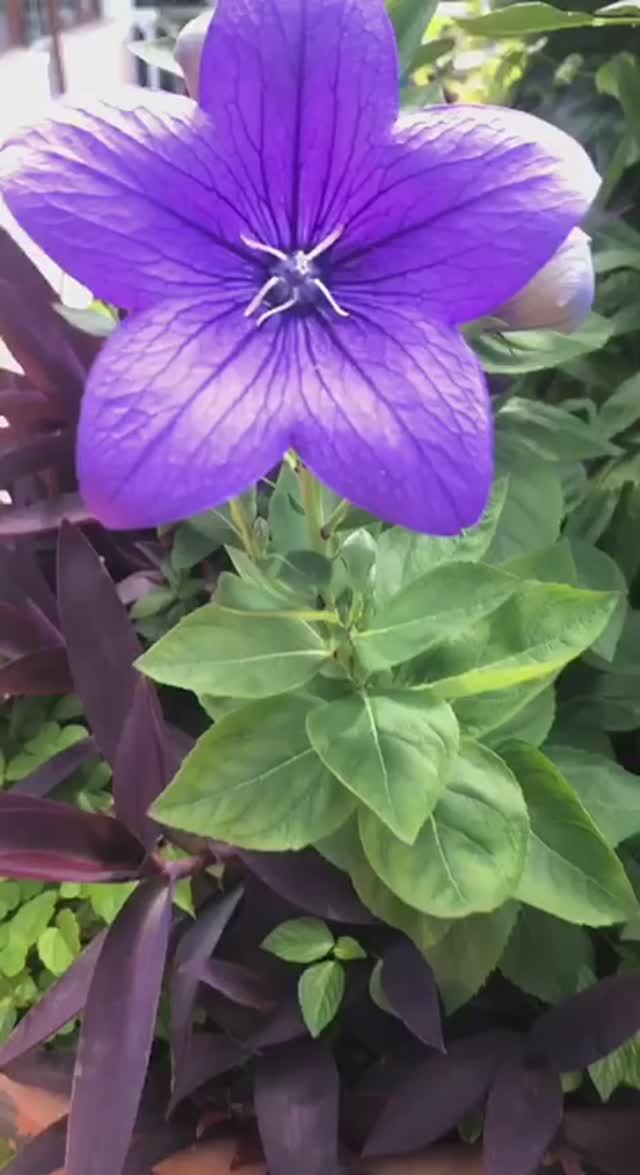 Платикодон Астра Блю: 
Небесная Красота в Вашем Саду! 💙