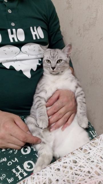 КОТ НА РАССЛАБОНЕ