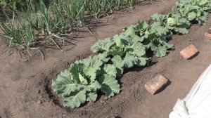 Об узких грядках