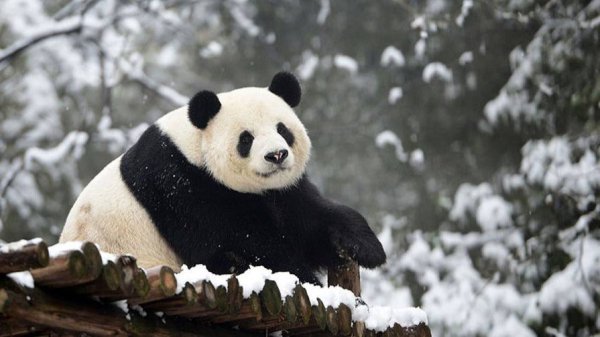 Гигантские панды / Giant Pandas| NAT Geo
