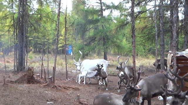 ✔️ Отпускаем оленят к мамкам смотреть онлайн