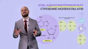 Обучающий курс "Чистокровная биохимия" от эндокринолога Магеря Ильи Юрьевича. Описание ниже.