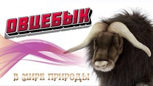 📗 "Овцебык" ~ СЛАЙДЫ | РАССКАЗ Христианский 🌼🟢 В МИРЕ ПРИРОДЫ ~ АУДИОРАССКАЗ