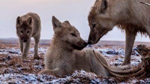 Королевство белого волка 3 серия «Последняя охота» | NAT Geo