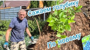 Сажаем ГОЛУБИКУ правильно.Раньше этого не знали Зачем Контейнер