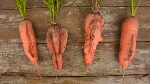 ПОЧЕМУ МОРКОВЬ ТРЕСКАЕТСЯ И РАСТЕТ КОРЯВАЯ