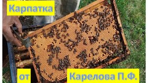 Карпатка от Карелова П.Ф.