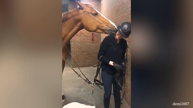 Забавные животные 2023, Которые определенно скрасят Ваш день, - Самые забавные животные смотреть онлайн