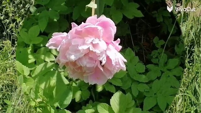 Лето в КСК Идель 4 HD.mp4