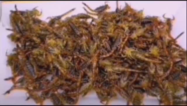 Жареные СКОРПИОНЫ