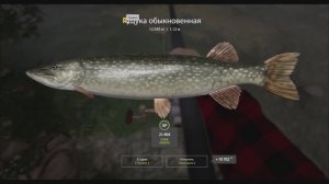 Трофейная щука, озеро Куори, игра Русская рыбалка 4, на что ловить, места клева