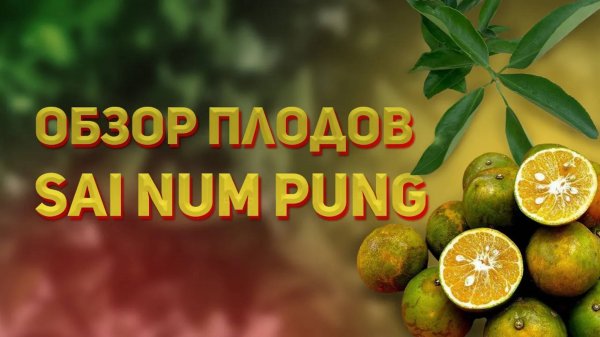 Обзор плодов мандарина Sai Num Pung (Sai Nam Pueng)