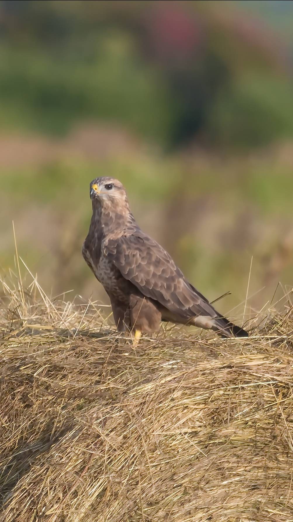 Протока "Талая" смотреть онлайн