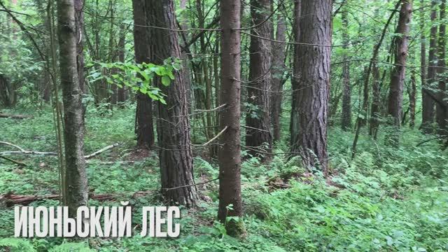 Лес в июне