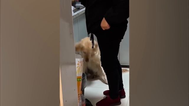 Забавные Животные со 100% Гарантией Заставят Вас Рассмеяться смотреть онлайн