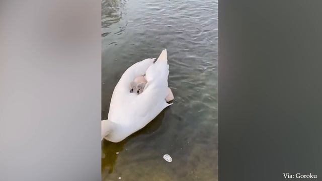 60 Интересных Моментов С Животными, Снятых На Камеру смотреть онлайн