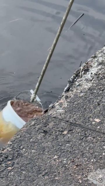 Забыли подсак! Большой подлещик. Сестрорецк