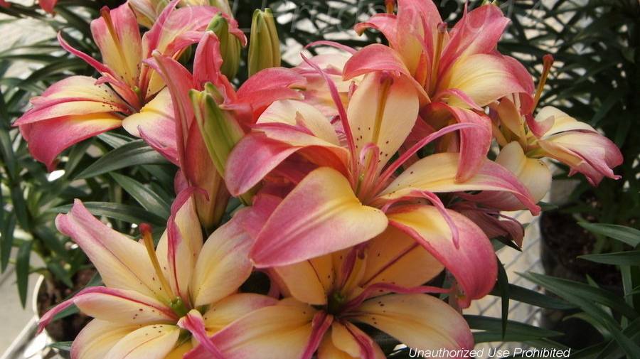 СОРТА ЛИЛИЙ, растущих в нашем саду. смотреть онлайн