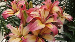 СОРТА ЛИЛИЙ, растущих в нашем саду.