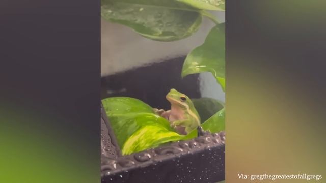 Забавное Животное, Которое Обязательно Скрасит Ваш День смотреть онлайн