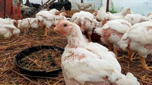 Самая ЛУЧШАЯ птица для вашего хозяйства.