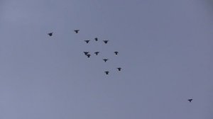 Курские голуби 27 июня 2025 г.