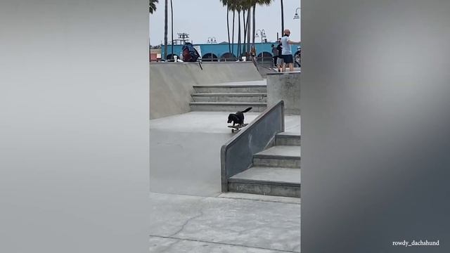 Собаки никогда не перестанут смешить нас - Самое смешное видео о домашних животных смотреть онлайн