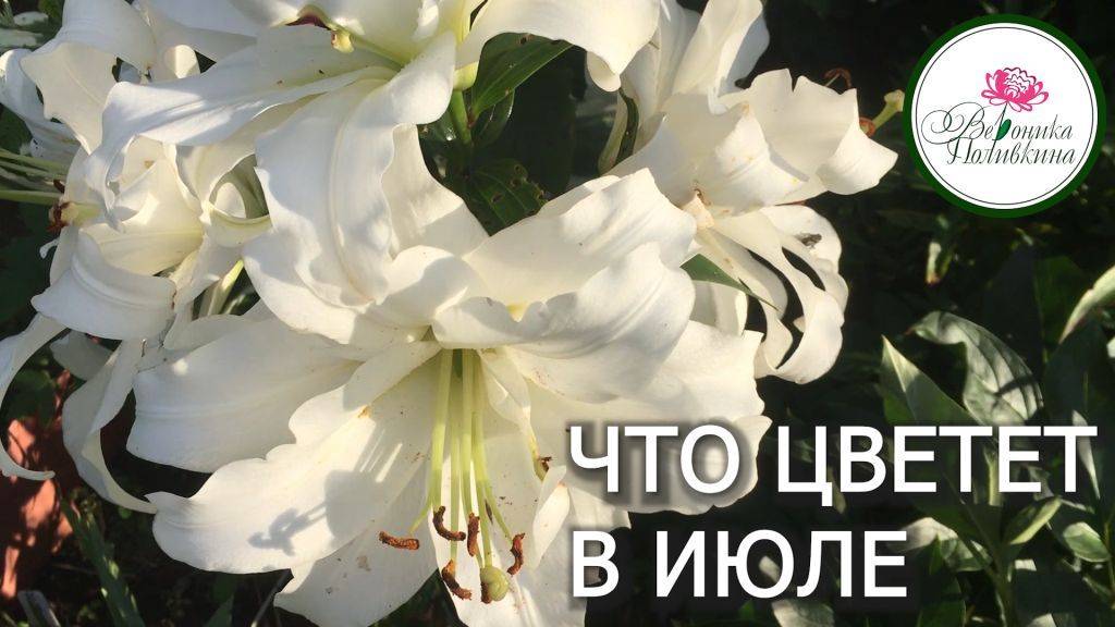 ЧТО ЦВЕТЕТ В ИЮЛЕ смотреть онлайн