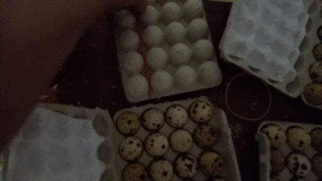 Дмитриевский перепел закладка в инкубатор перепелинного яйца. смотреть онлайн