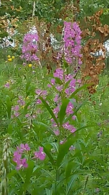 Иван-чай - красивый и вкусный смотреть онлайн