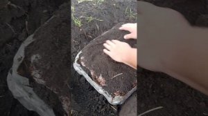 ШАМПИНЬОНЫ В САДУ ИЛИ НА ДАЧЕ