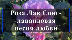 Роза Лав Сонг--лавандовая песня любви
