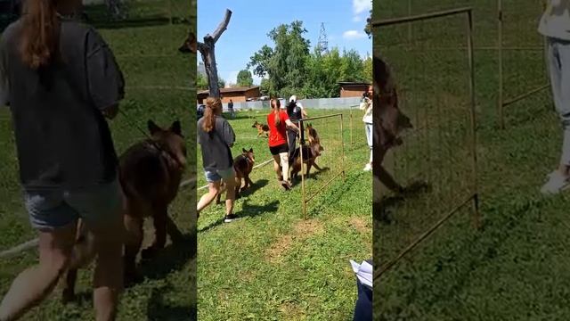 МОЛОДЫЕ СУКИ / КЧК ТОЛЬЯТТИ 14 июня`25 Е.Пудеев Моно немецких овчарок