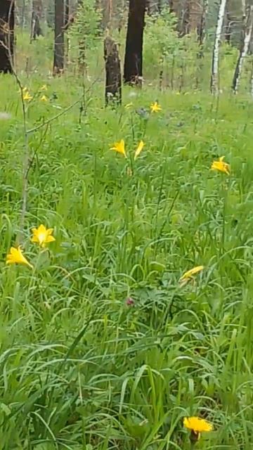 Желтые цветы среди черных сосен смотреть онлайн