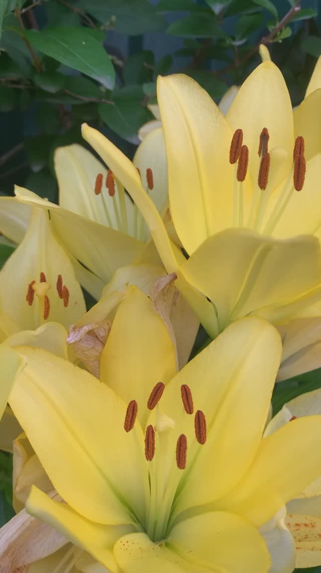 Солнечные брызги в саду: всё о желтых лилиях! 🌼