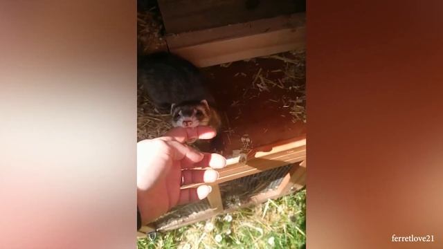 Забавное ЖИВОТНОЕ заставит вас ХОХОТАТЬ ДО УПАДУ! Видео с невероятным моментом смотреть онлайн