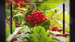 Ой, калина, ой, малина.