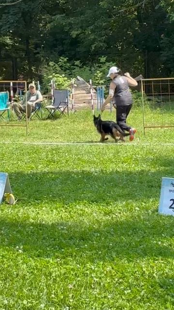 БЕБИ СУКИ / КЧК ТОЛЬЯТТИ 14 июня`25 Е.Пудеев Моно немецких овчарок