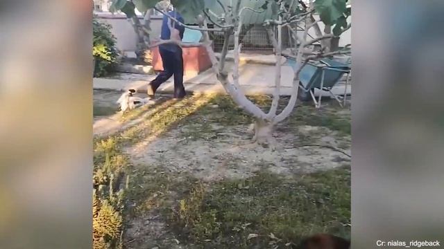 35 Животных-героев, которые спасли человеческие жизни! смотреть онлайн