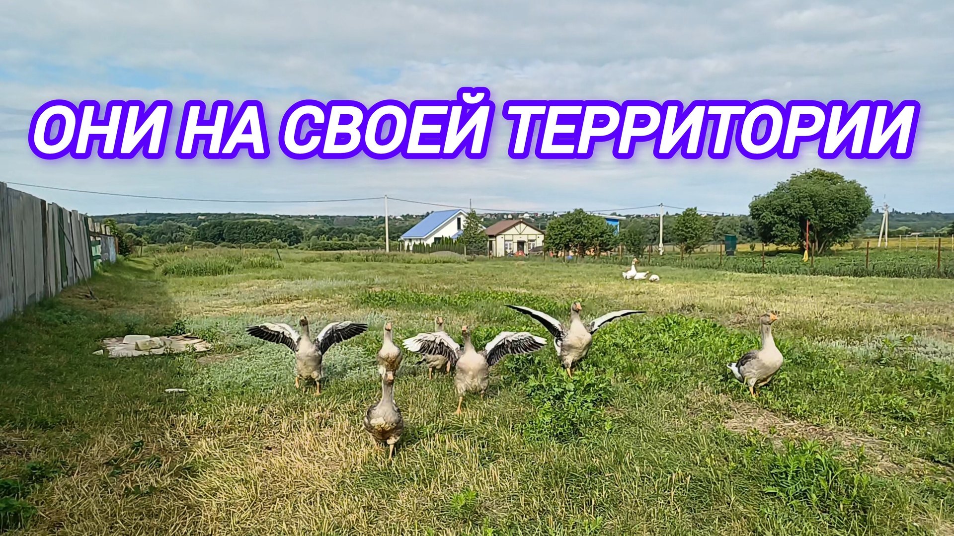 ТО САМОЕ ВИДЕО!!! ОНИ НА СВОЕЙ ТЕРРИТОРИИ. смотреть онлайн